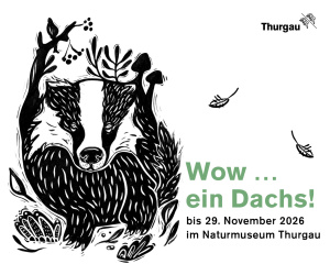 (m) Naturmuseum - Dachs