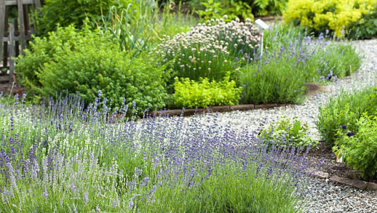 Monatsführungen - Der Kräutergarten im Jahreslauf