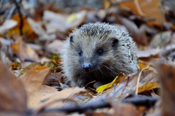 Laufen für die Igel und die Biodiversität