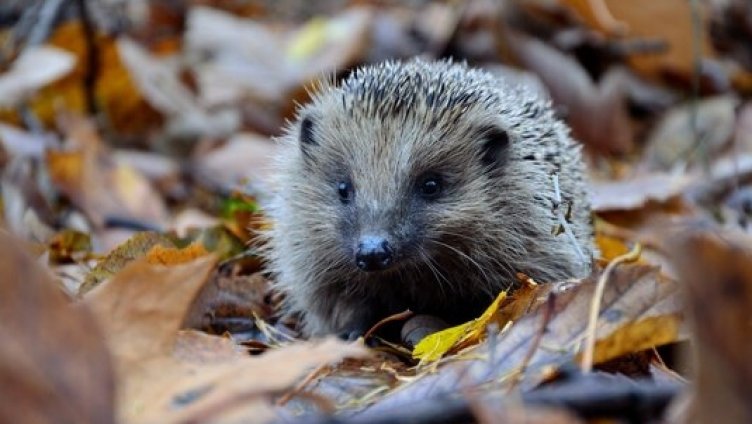 Laufen für die Igel und die Biodiversität