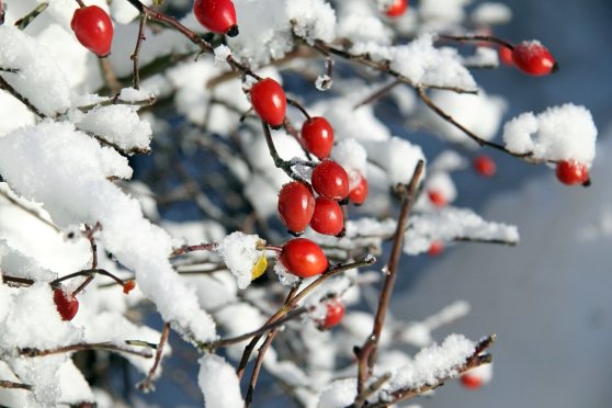 Gärten einwintern?