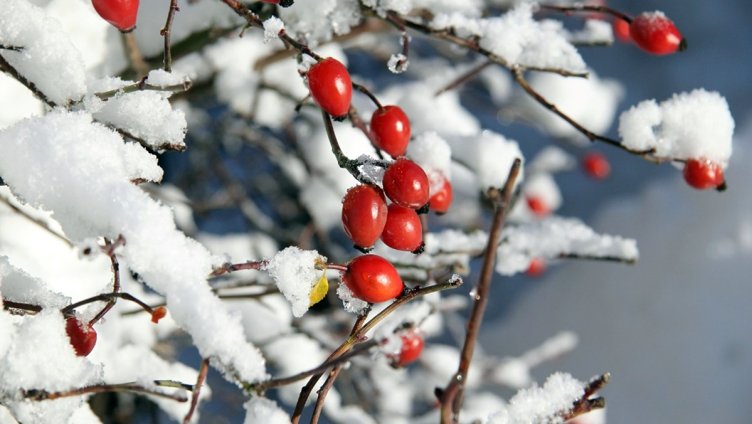 Gärten einwintern?