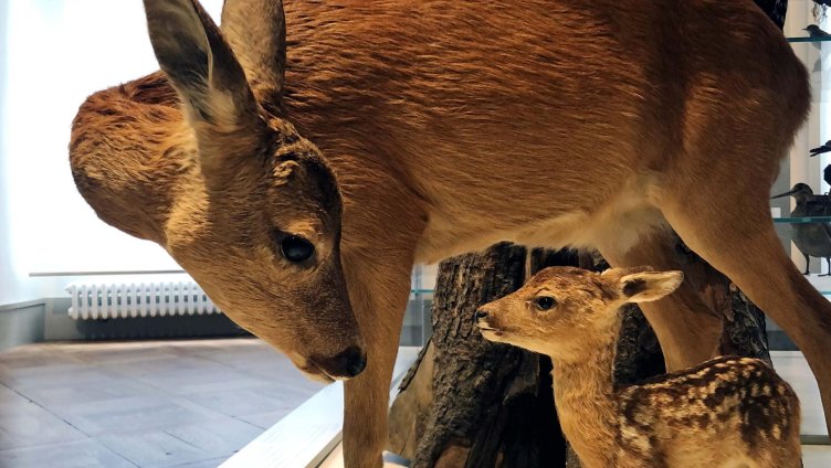 Ist das Reh die Frau vom Hirsch?