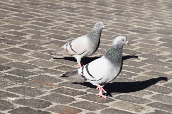 Ratte der Lüfte oder erfolgreiche Kulturfolgerin?