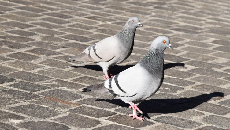 Ratte der Lüfte oder erfolgreiche Kulturfolgerin?