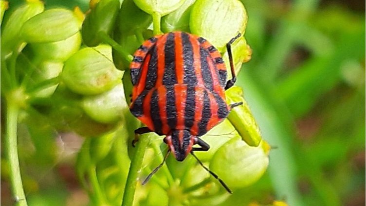 Faszinierende Insektenwelt