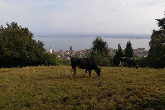 Dorfführung Berlingen mit Panoramarundweg