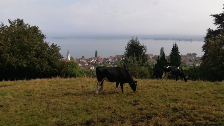 Dorfführung Berlingen mit Panoramarundweg