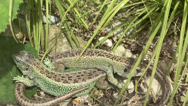 Reptilien in der Schweiz