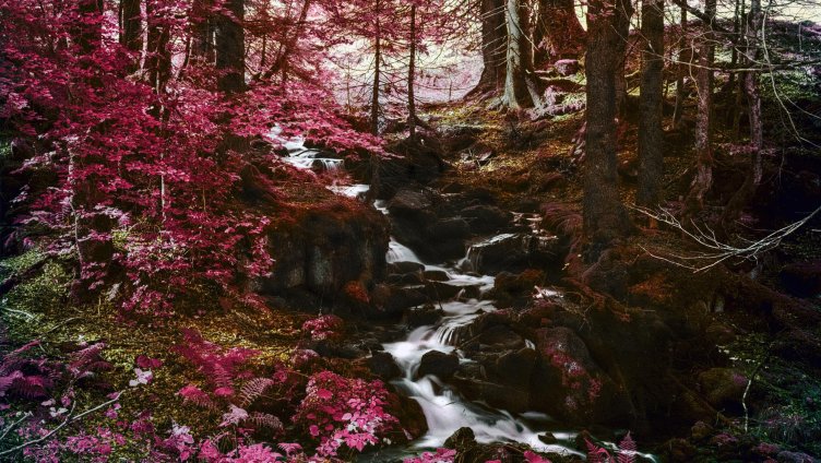 Wald. Pöschelibock, Waldteufel und Laubsack