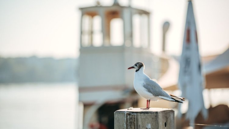 Bodensee Naturmuseum