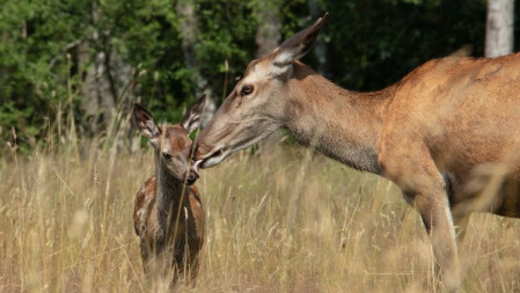 Bambi. Eine Lebensgeschichte aus dem Wald