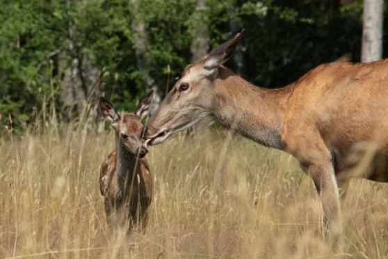 Bambi. Eine Lebensgeschichte aus dem Wald