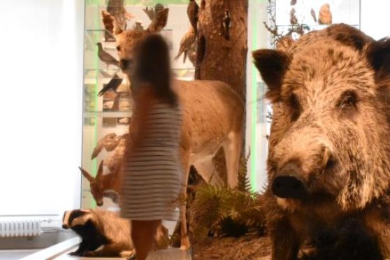 Warum badet das Wildschwein im Schlamm?