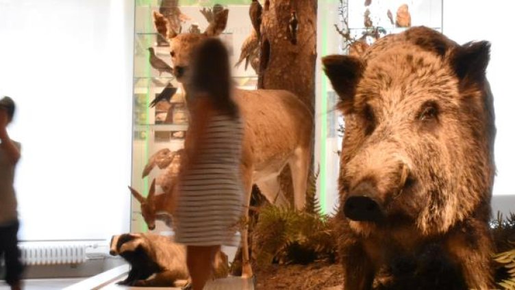 Warum badet das Wildschwein im Schlamm?