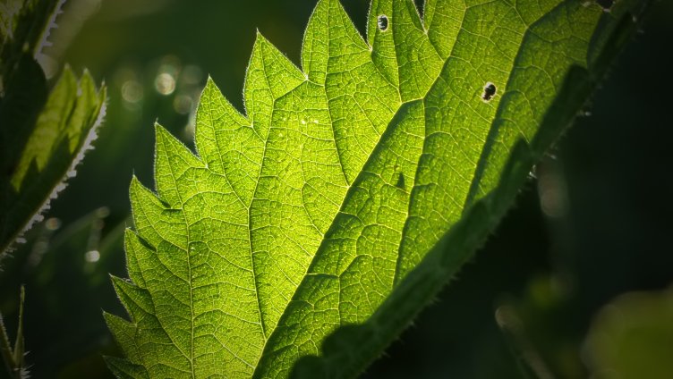 Wald- und Wiesenspaziergang mit der Brennnessel