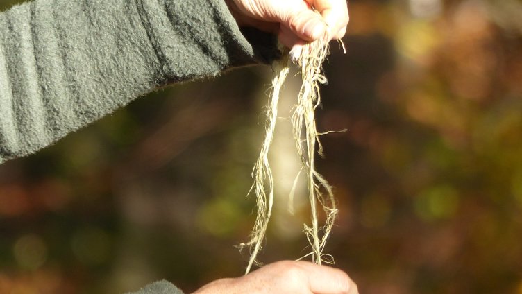 Faszination Brennnessel: Experimentelles Naturhandwerk