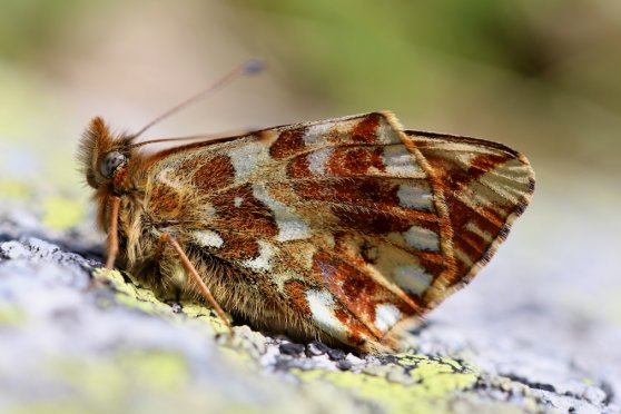 Wie es um die Insekten in der Schweiz steht