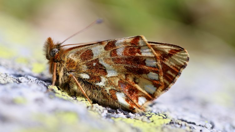 Wie es um die Insekten in der Schweiz steht