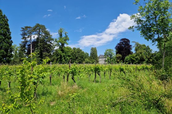 "WEINbauKULTUR" Lange Nacht der Bodenseegärten 2025