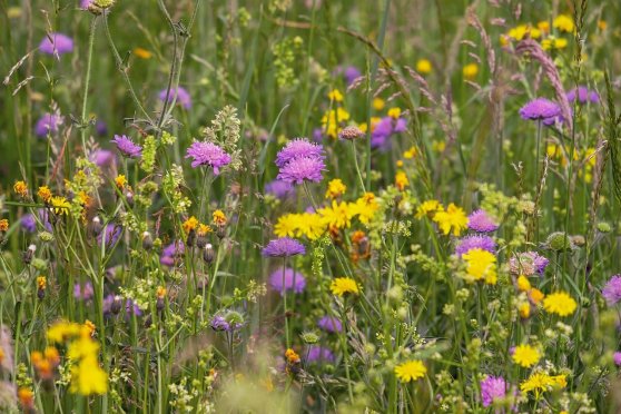 Natur verbindet – Blühende Vielfalt auf der Schlosswiese
