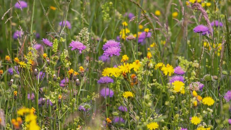 Natur verbindet – Blühende Vielfalt auf der Schlosswiese