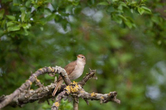 Stunde der Gartenvögel-Nachtigall?
