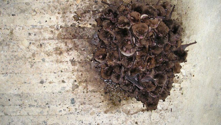 Das Balzverhalten der Fledermaus