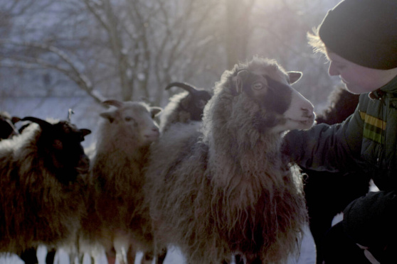 Woolly - Schaf dir das Glück