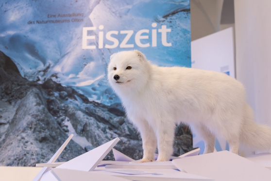 «Der Eiszeit auf der Spur»