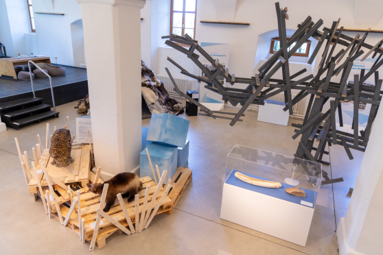 Mammuts an der Thur?