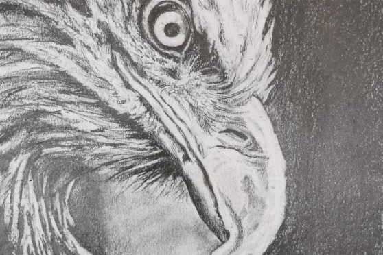 Zeichnen lernen - Schritt für Schritt