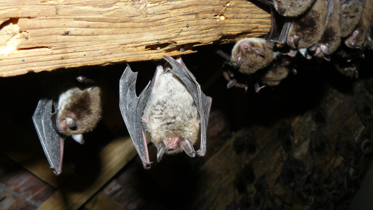Fledermäuse unterm Museumsdach