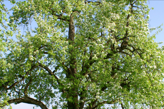 Der Baumgarten im Seeburpark