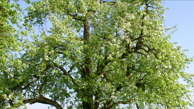 Der Baumgarten im Seeburpark