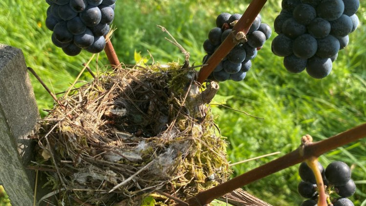 Der Rebberg «Hörnliberg»