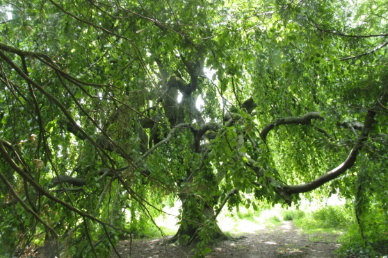 Das Arboretum im Seeburgpark