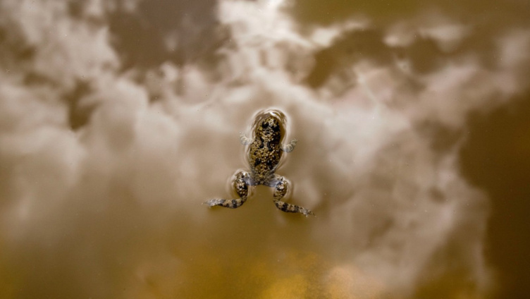 Naturjuwel Lehmtümpel