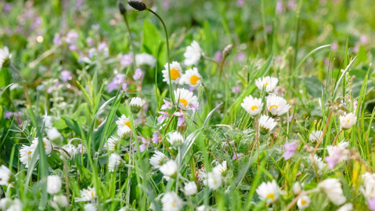 Biodiversität im Schulmuseum Thurgau, Amriswil