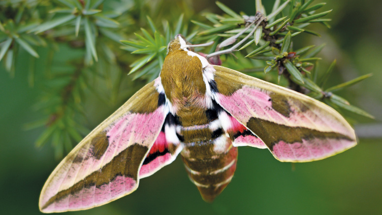 Biodiversität im Schulmuseum Thurgau, Amriswil
