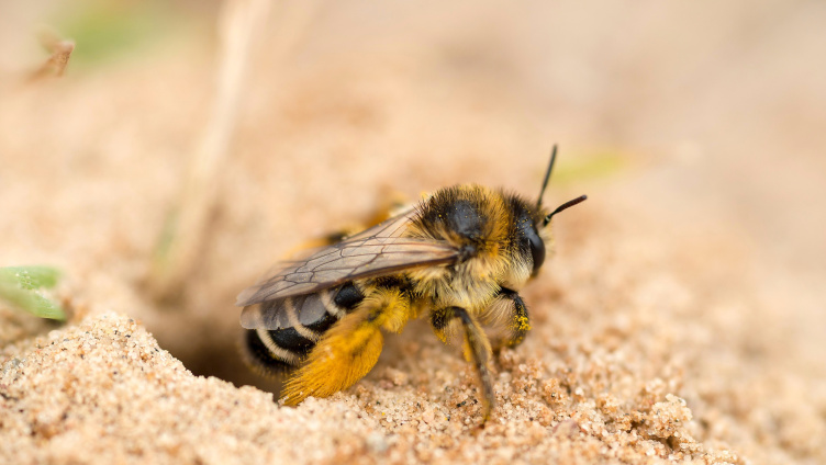Biodiversität im Schulmuseum Thurgau, Amriswil