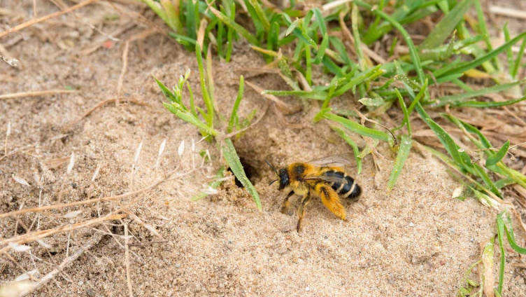 Biodiversität im Schulmuseum Thurgau, Amriswil