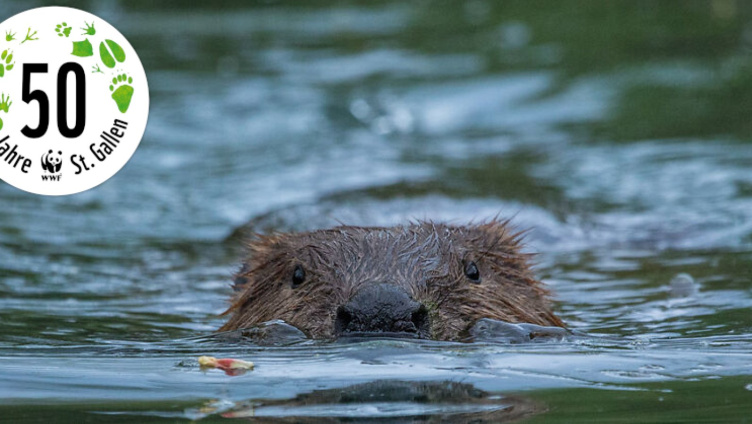 Biber - Baumeister der Natur