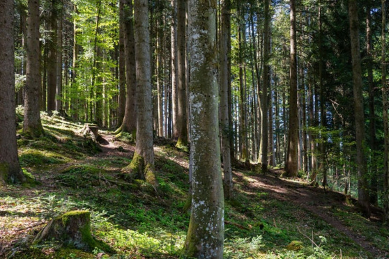 Waldvernässung durch Mensch oder Biber