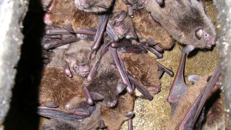 Balz im Abendflug - Fledermäuse beobachten