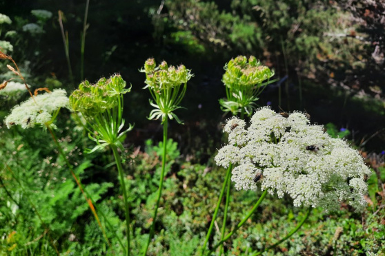 Kräuter und Unkräuter