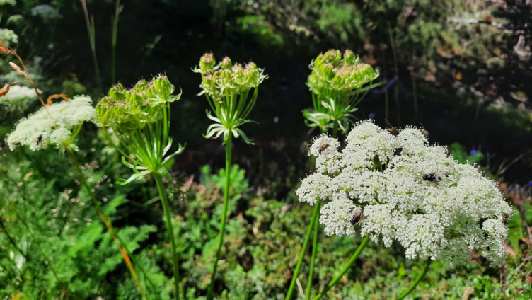 Kräuter und Unkräuter