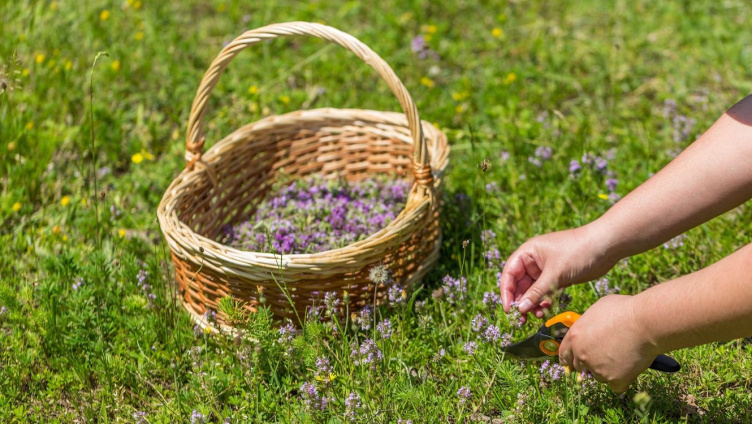 Wildkräuterküche im Frühling