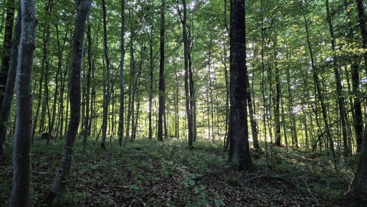 Wem gehört der Wald?