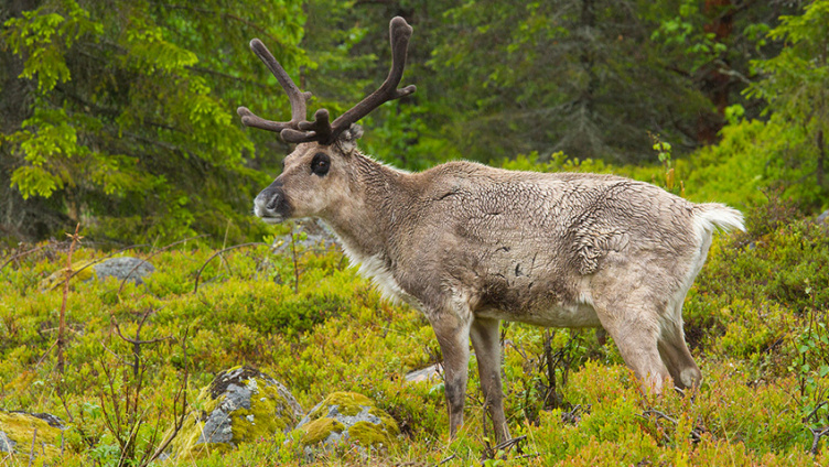 Live-Vortrag: Schweden